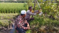 Bhabinkamtibmas Gapuk Dukung Petani Jambu Kristal di Gerung