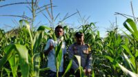 Bhabinkamtibmas Mareje Timur Dampingi Petani Jagung Tingkatkan Hasil Panen