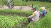 Dari Silaturahmi ke Swasembada Polri dan Warga Montong Are Bersinergi