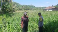 Dukung Swasembada, Polri Sapa Petani Jagung Sekotong Timur