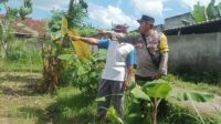 Ketahanan Pangan Dimulai dari Pekarangan, Inisiatif Bhabinkamtibmas di Dusun Dawung