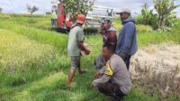 Sinergi Petani dan Polisi di Kediri Lombok Barat, Wujudkan Swasembada Jagung
