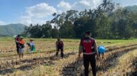 Polres Lombok Barat Dampingi Petani Jagung Desa Kebon Ayu untuk Ketahanan Pangan (1) Polres Lombok Barat Dampingi Petani Jagung Desa Kebon Ayu untuk Ketahanan Pangan