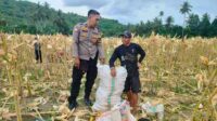 Demi Stok Pangan Nasional, Polsek Lembar Ajak Petani Salurkan Jagung Varietas NK ke Bulog