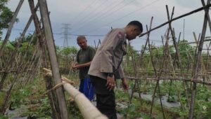 Polsek Sekotong Dampingi Petani Kuranji Dalang